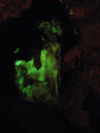 Illustration for article titled When forests glow green in the night